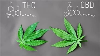 Koja je razlika između THC-a i CBD-a
