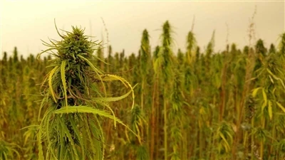 Najnovije vijesti o CBD-u: Kanadske kompanije za proizvodnju kanabisa povukle...